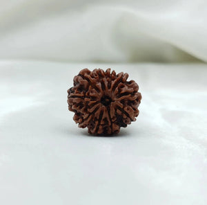 10 Mukhi Rudraksha (दस मुखी रुद्राक्ष ) - Rudracharms