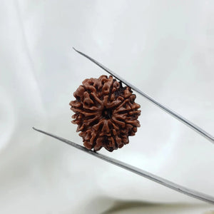 10 Mukhi Rudraksha (दस मुखी रुद्राक्ष ) - Rudracharms