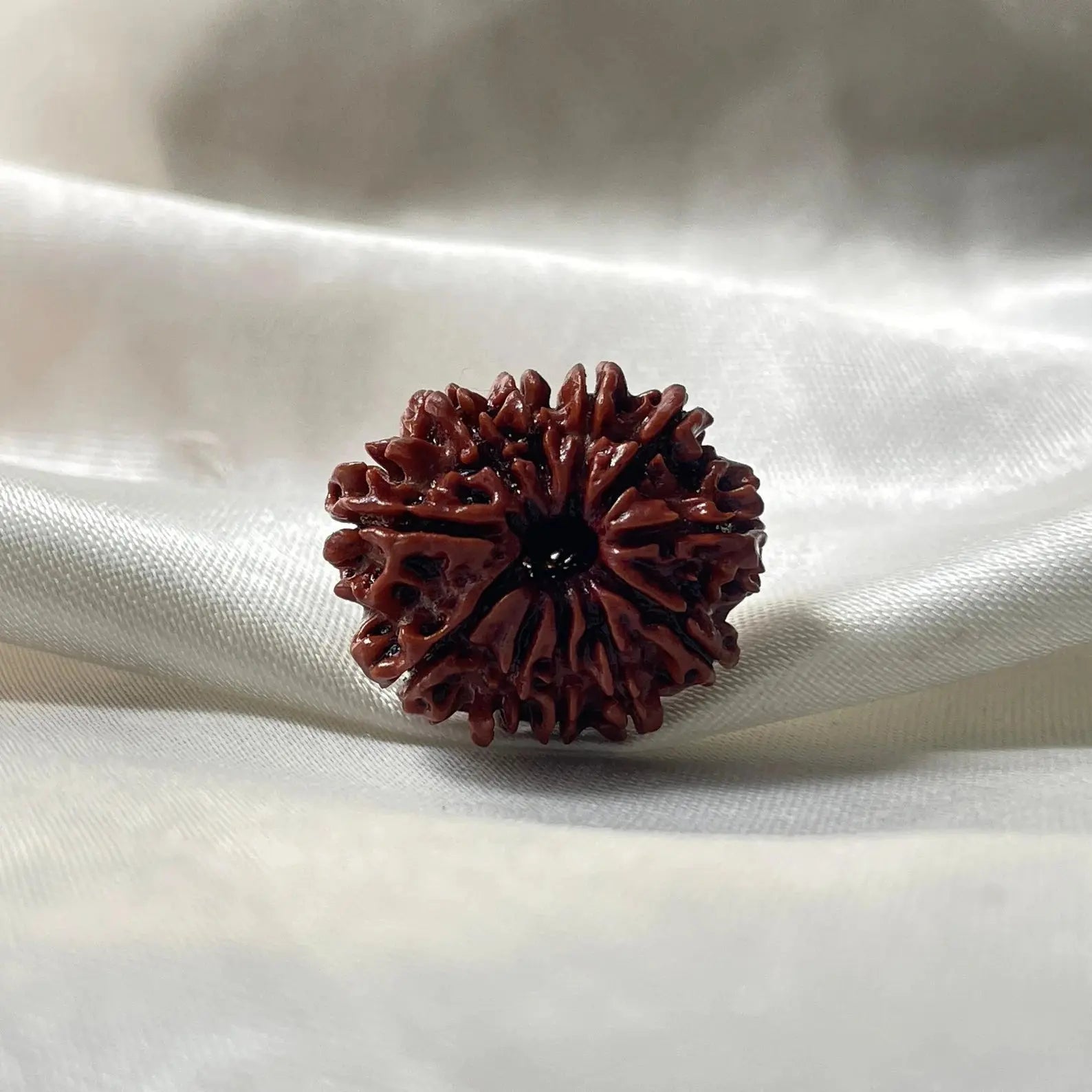 11 MUKHI RUDRAKSHA (NEPALI ORIGIN) (ग्यारह मुखी रुद्राक्ष ) - Rudracharms