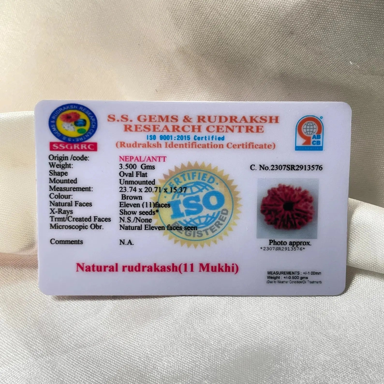 11 MUKHI RUDRAKSHA (NEPALI ORIGIN) (ग्यारह मुखी रुद्राक्ष ) - Rudracharms