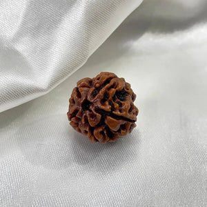 5 Mukhi Rudraksha (पांच मुखी रुद्राक्ष) - Rudracharms
