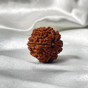 9 Mukhi Rudraksha (9 मुखी रुद्राक्ष) - Rudracharms
