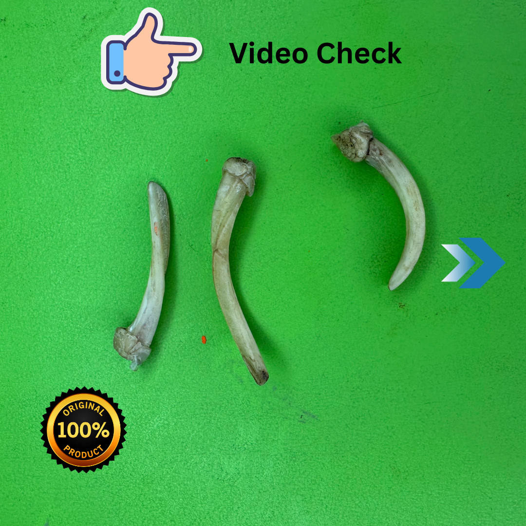 Original Owl Nail: Bring Luck, Wealth, and Prosperity with Silver Pendant Ullu Ke Nakhun