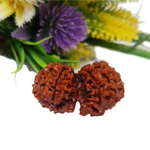 GAURI SHANKAR RUDRAKSHA (गौरीशंकर रुद्राक्ष) - Rudracharms