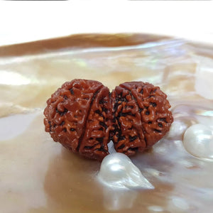 GAURI SHANKAR RUDRAKSHA (गौरीशंकर रुद्राक्ष) - Rudracharms