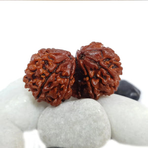 GAURI SHANKAR RUDRAKSHA (गौरीशंकर रुद्राक्ष) - Rudracharms