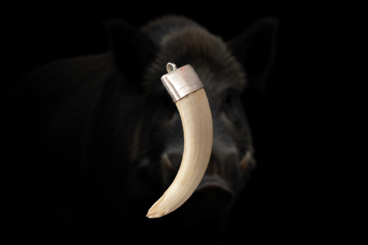 Shukar Dant Energized in Silver Locket | Lab Certified |