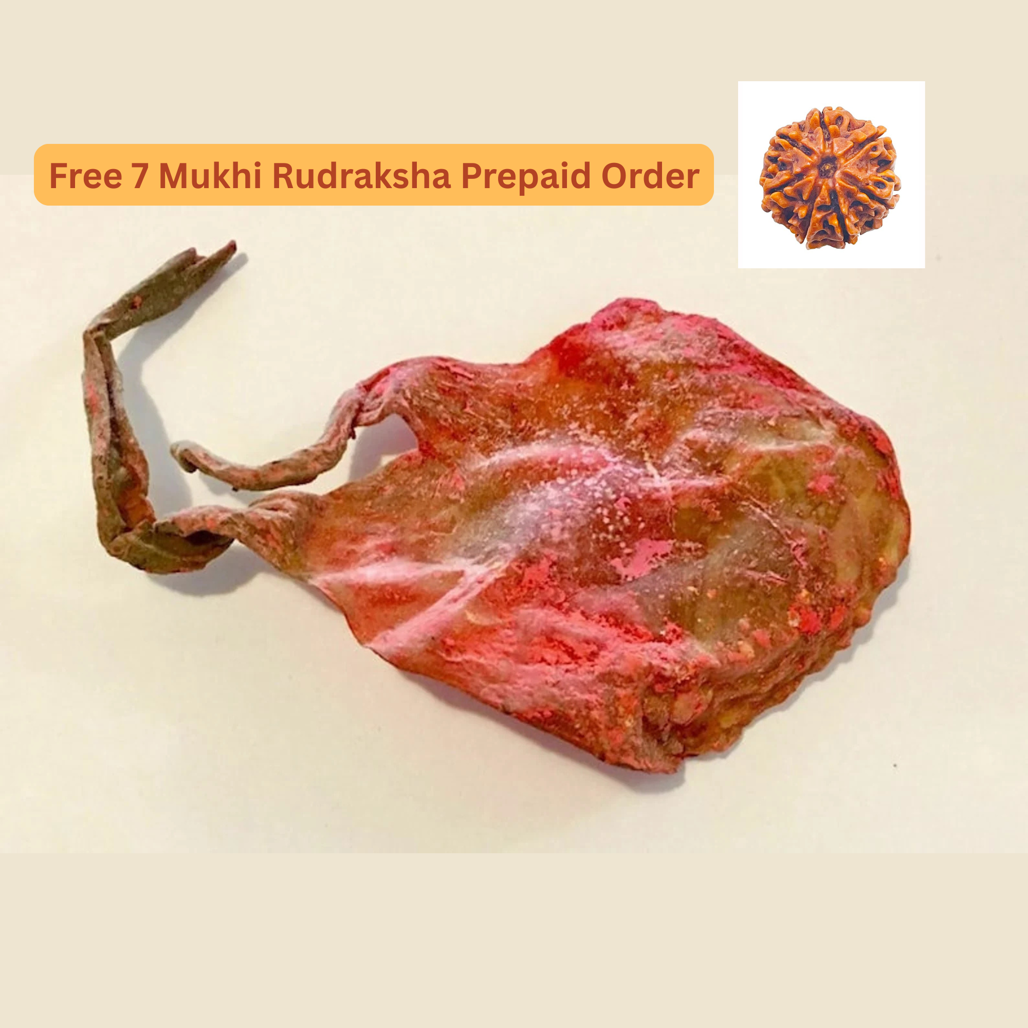 Billi ki Jer – Billi ki Naal – Energized and powerful With Lab Certificate