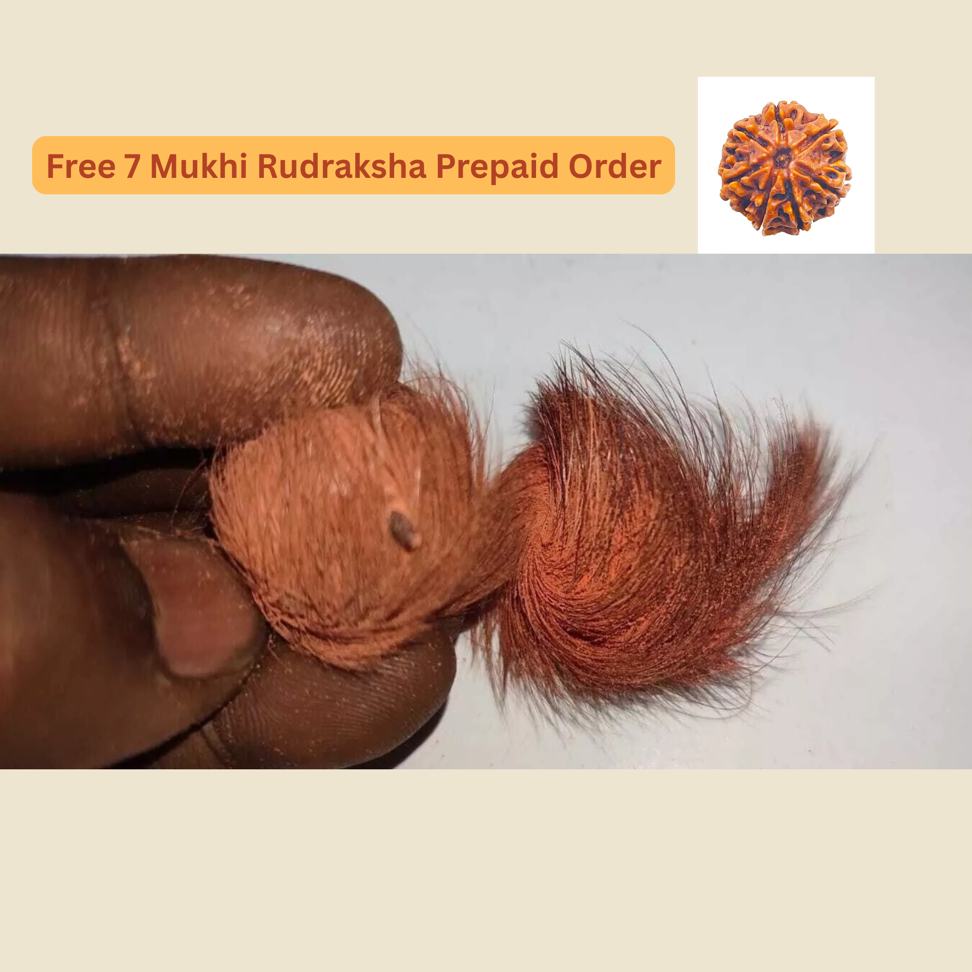 Siyar singhi- Giddar Singhi original & Energized- For Vashi Karan & Lakshmi Prapti