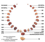 1-21 Mukhi Siddh Mala (1-21 मुखी सिद्ध माला) - Rudracharms