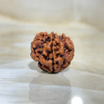 1 MUKHI RUDRAKSHA (एक मुखी रुद्राक्ष) - Rudracharms