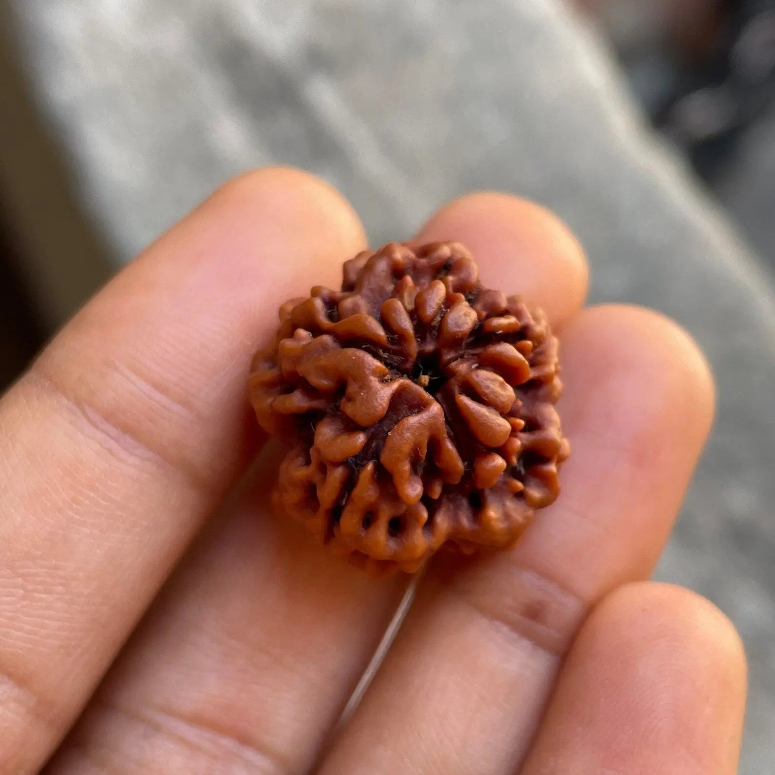 1 MUKHI RUDRAKSHA (एक मुखी रुद्राक्ष) - Rudracharms