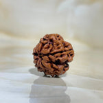 1 MUKHI RUDRAKSHA (एक मुखी रुद्राक्ष) - Rudracharms