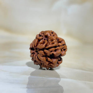1 MUKHI RUDRAKSHA (एक मुखी रुद्राक्ष) - Rudracharms