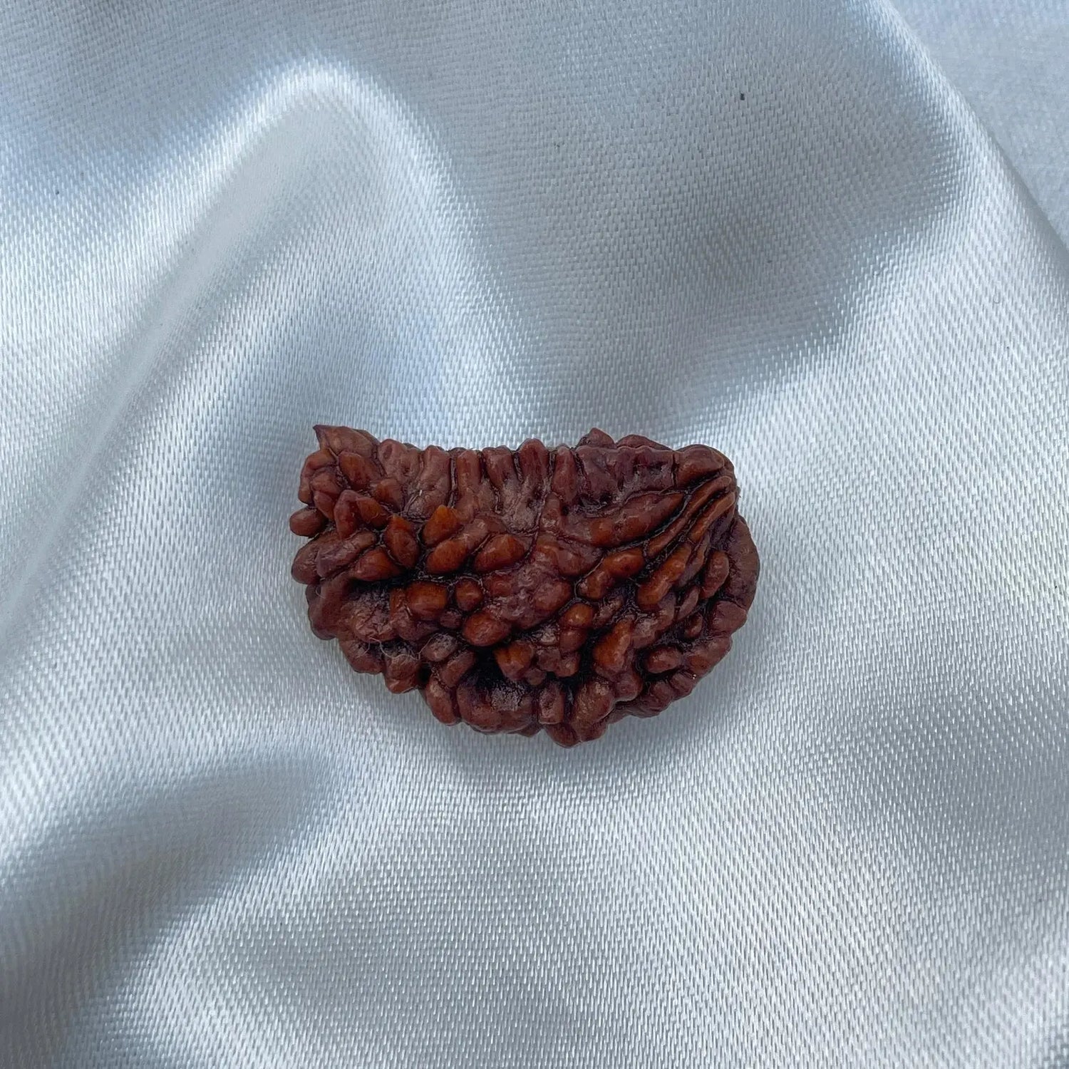 1 Mukhi Rudraksha (1 मुखी रुद्राक्ष) - Rudracharms