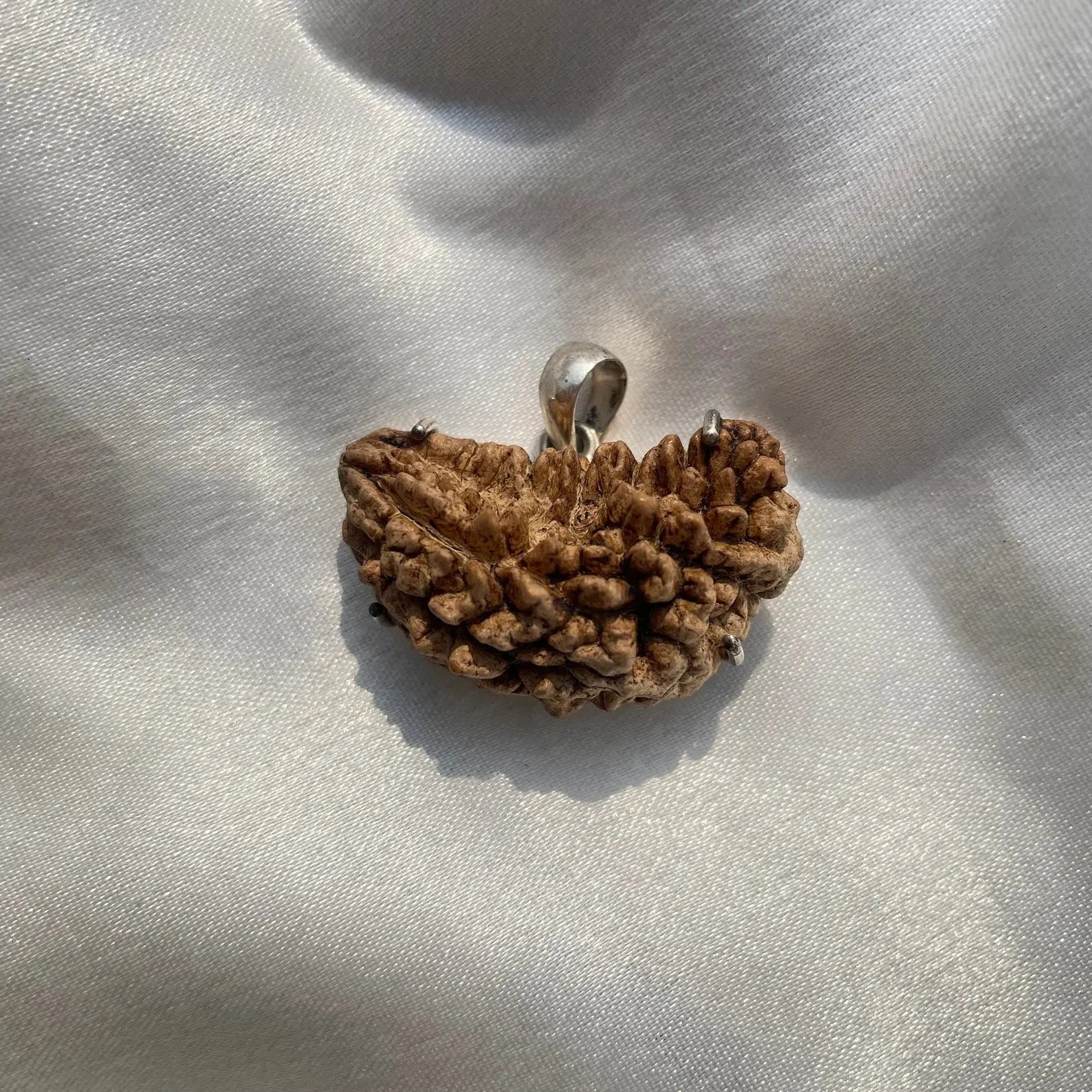 1 Mukhi Rudraksha (1 मुखी रुद्राक्ष) - Rudracharms