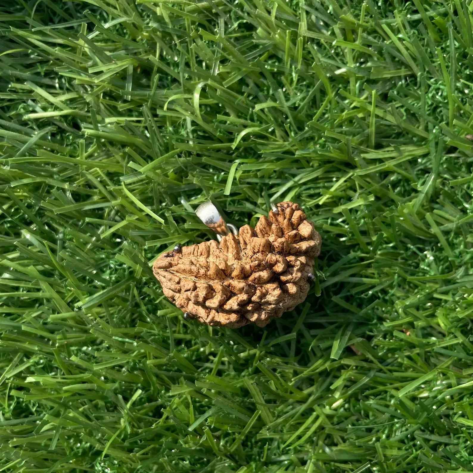 1 Mukhi Rudraksha (1 मुखी रुद्राक्ष) - Rudracharms