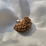 1 Mukhi Rudraksha (1 मुखी रुद्राक्ष) - Rudracharms