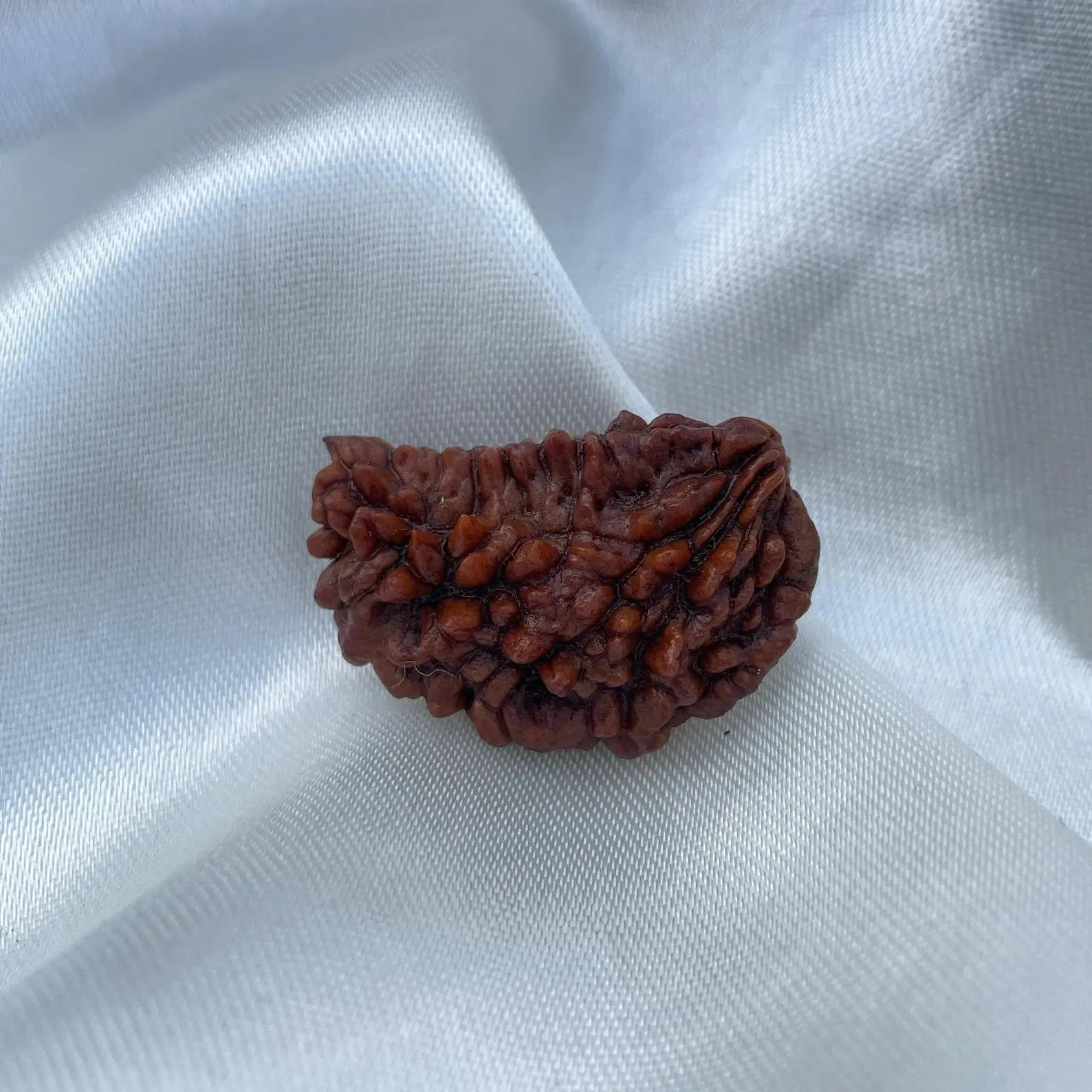 1 Mukhi Rudraksha (1 मुखी रुद्राक्ष) - Rudracharms