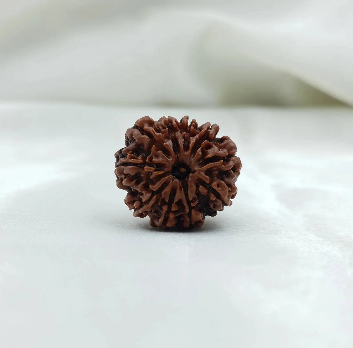 10 Mukhi Rudraksha (दस मुखी रुद्राक्ष ) - Rudracharms