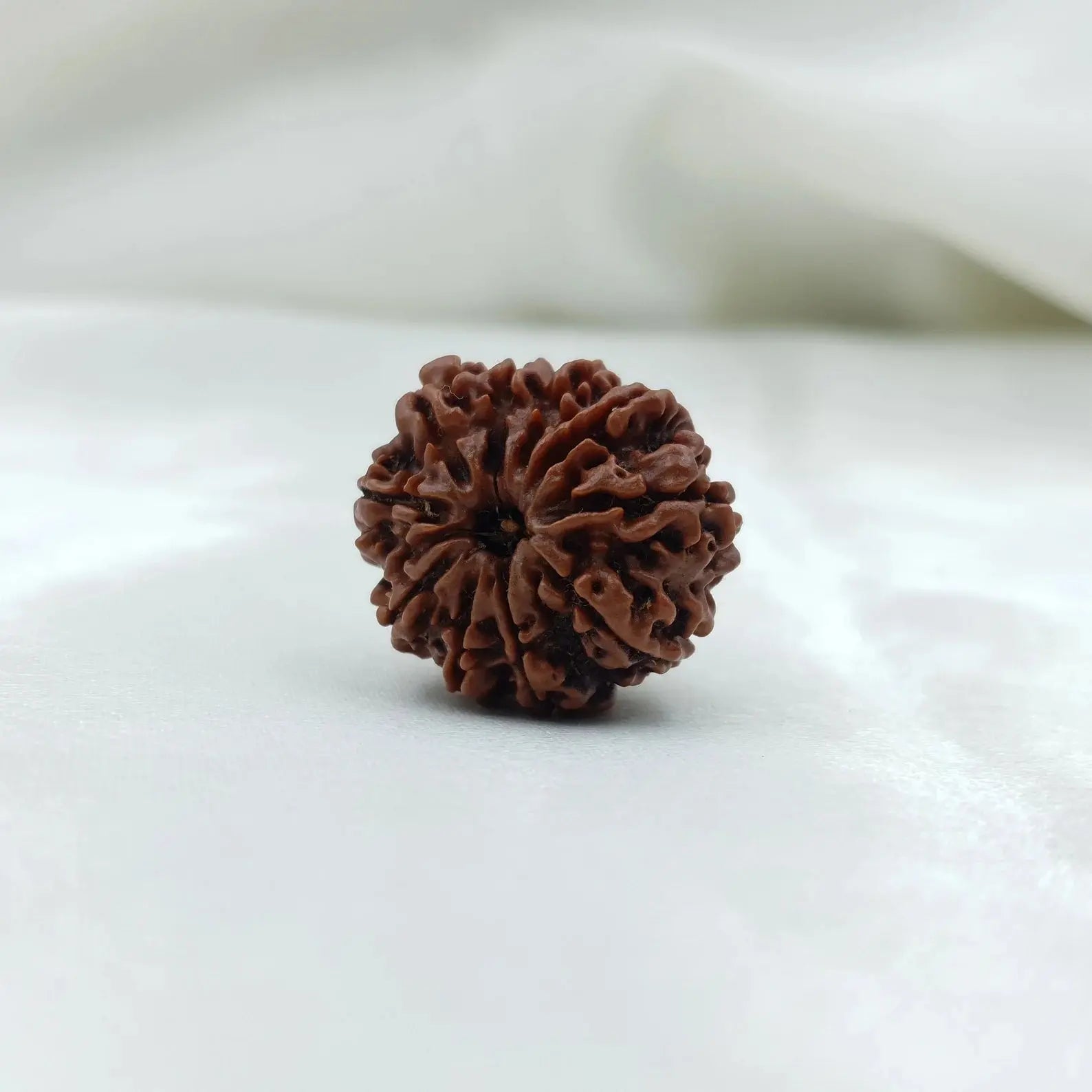 10 Mukhi Rudraksha (दस मुखी रुद्राक्ष ) - Rudracharms