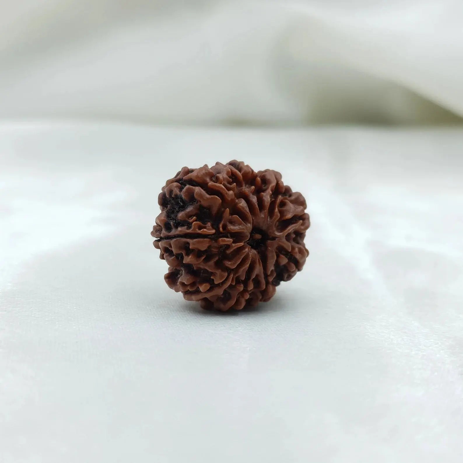 10 Mukhi Rudraksha (दस मुखी रुद्राक्ष ) - Rudracharms