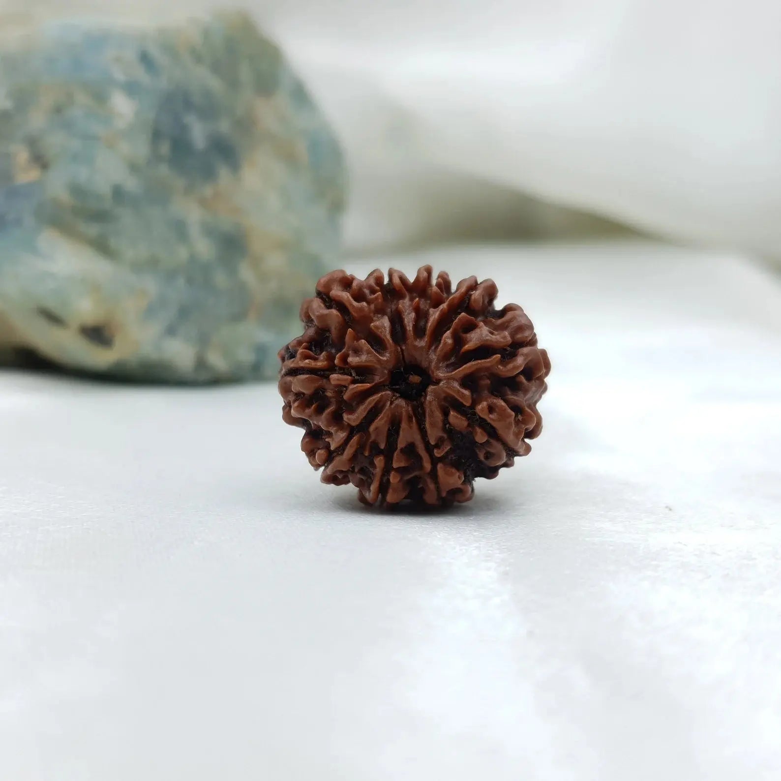 10 Mukhi Rudraksha (दस मुखी रुद्राक्ष ) - Rudracharms