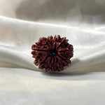 11 MUKHI RUDRAKSHA (NEPALI ORIGIN) (ग्‍यारह मुखी रुद्राक्ष ) - Rudracharms