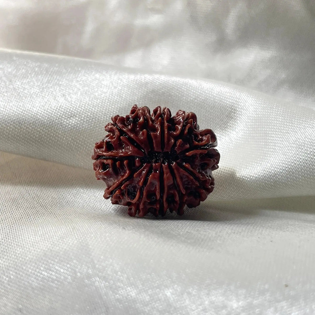 11 MUKHI RUDRAKSHA (NEPALI ORIGIN) (ग्‍यारह मुखी रुद्राक्ष ) - Rudracharms