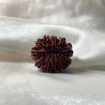 11 MUKHI RUDRAKSHA (NEPALI ORIGIN) (ग्‍यारह मुखी रुद्राक्ष ) - Rudracharms