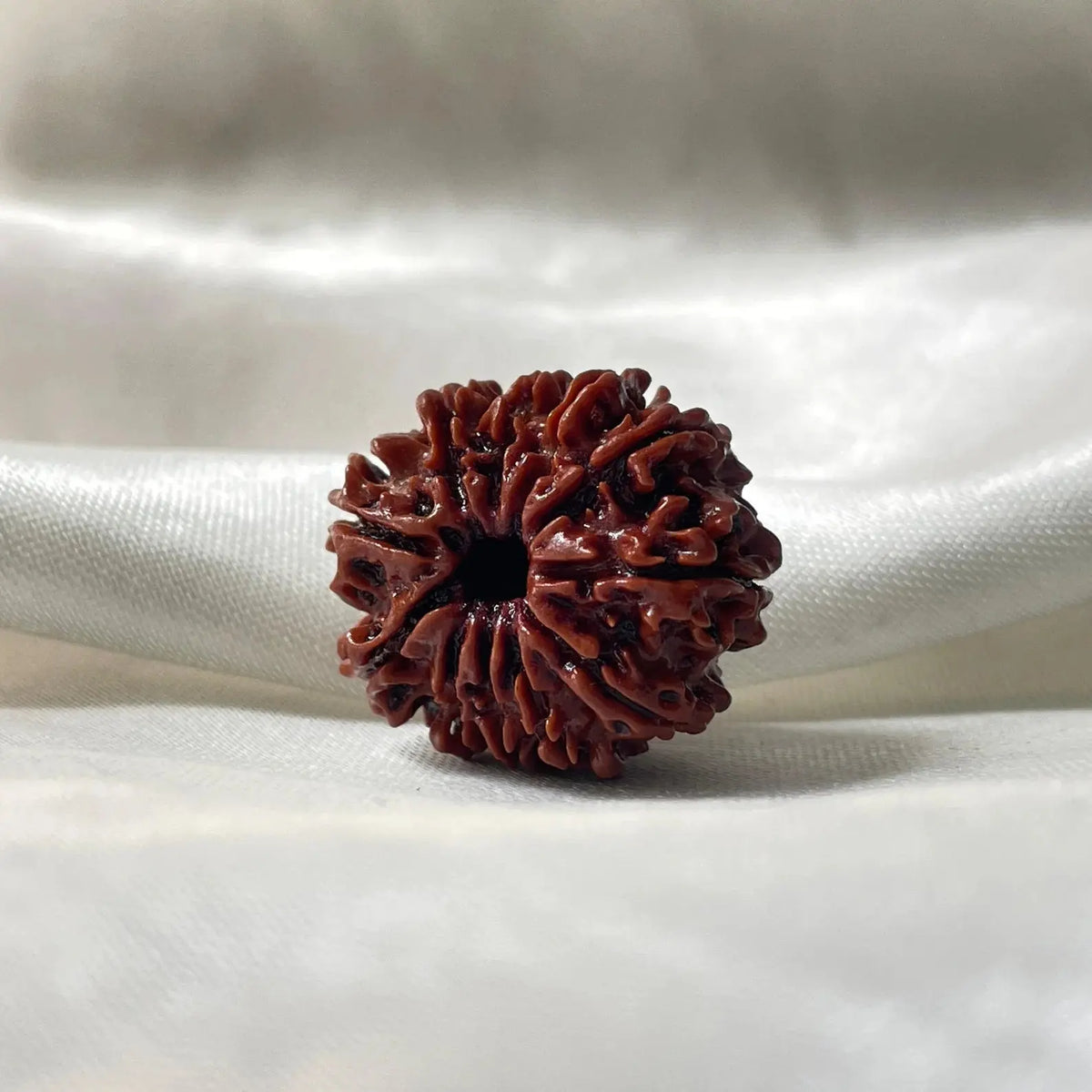 11 MUKHI RUDRAKSHA (NEPALI ORIGIN) (ग्‍यारह मुखी रुद्राक्ष ) - Rudracharms