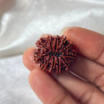 11 MUKHI RUDRAKSHA (NEPALI ORIGIN) (ग्‍यारह मुखी रुद्राक्ष ) - Rudracharms