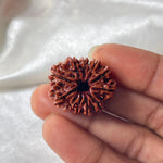 11 MUKHI RUDRAKSHA (NEPALI ORIGIN) (ग्‍यारह मुखी रुद्राक्ष ) - Rudracharms