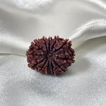 12 Mukhi Rudraksha (बारह मुखी रुद्राक्ष) - Rudracharms