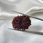 12 Mukhi Rudraksha (बारह मुखी रुद्राक्ष) - Rudracharms