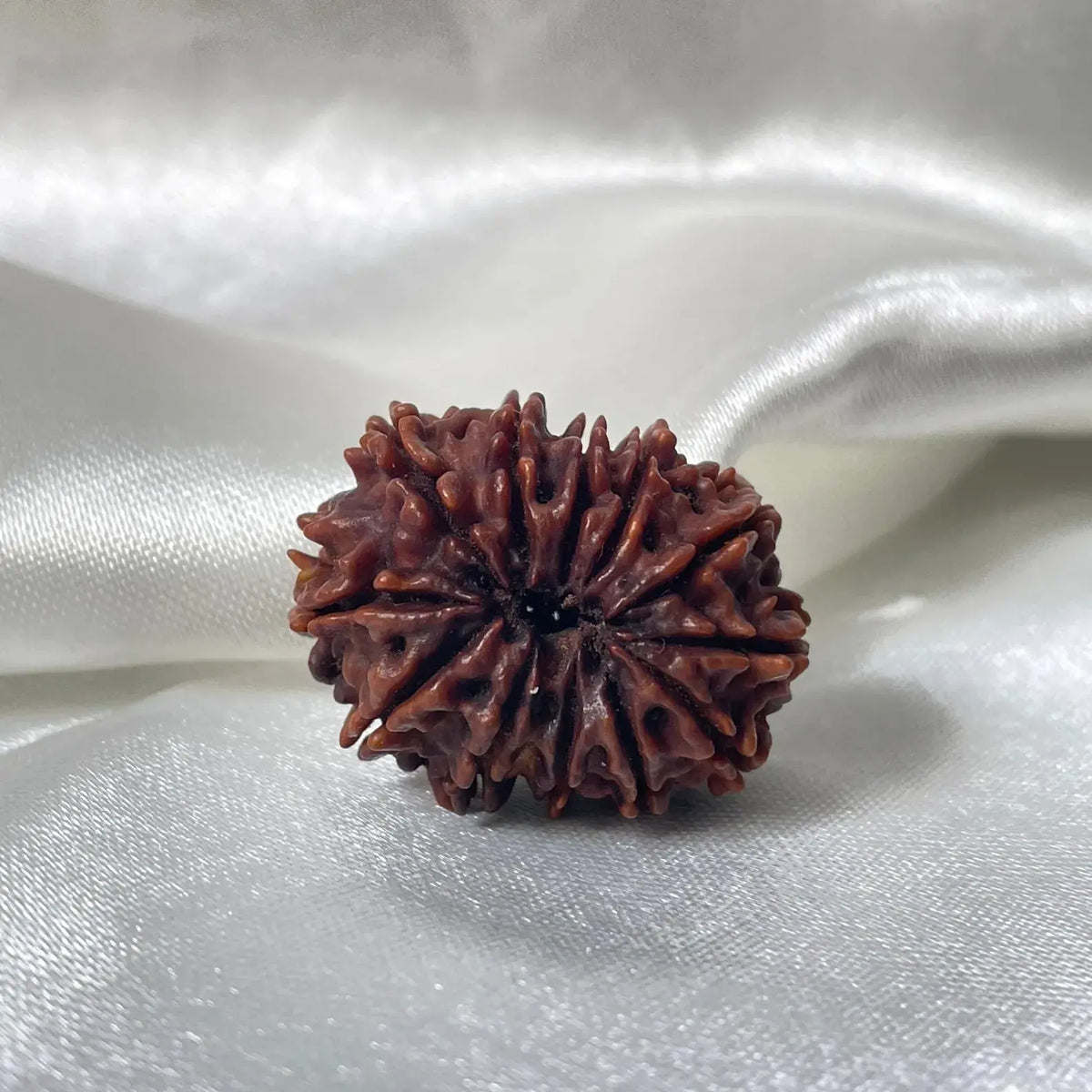 12 Mukhi Rudraksha (बारह मुखी रुद्राक्ष) - Rudracharms