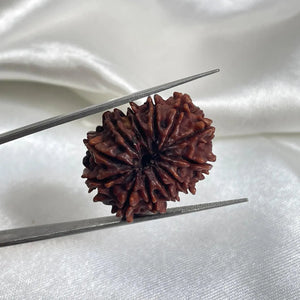 12 Mukhi Rudraksha (बारह मुखी रुद्राक्ष) - Rudracharms