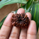 12 Mukhi Rudraksha (बारह मुखी रुद्राक्ष) - Rudracharms