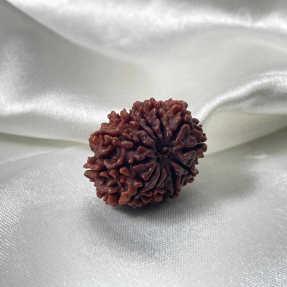 12 Mukhi Rudraksha (बारह मुखी रुद्राक्ष) - Rudracharms