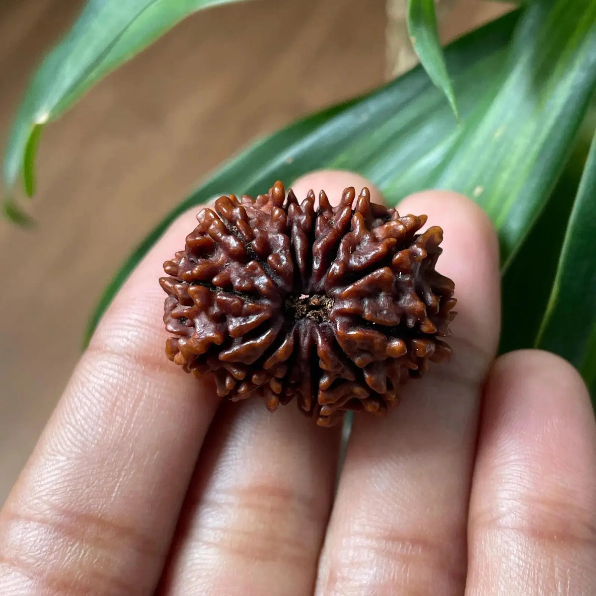 12 Mukhi Rudraksha (बारह मुखी रुद्राक्ष) - Rudracharms