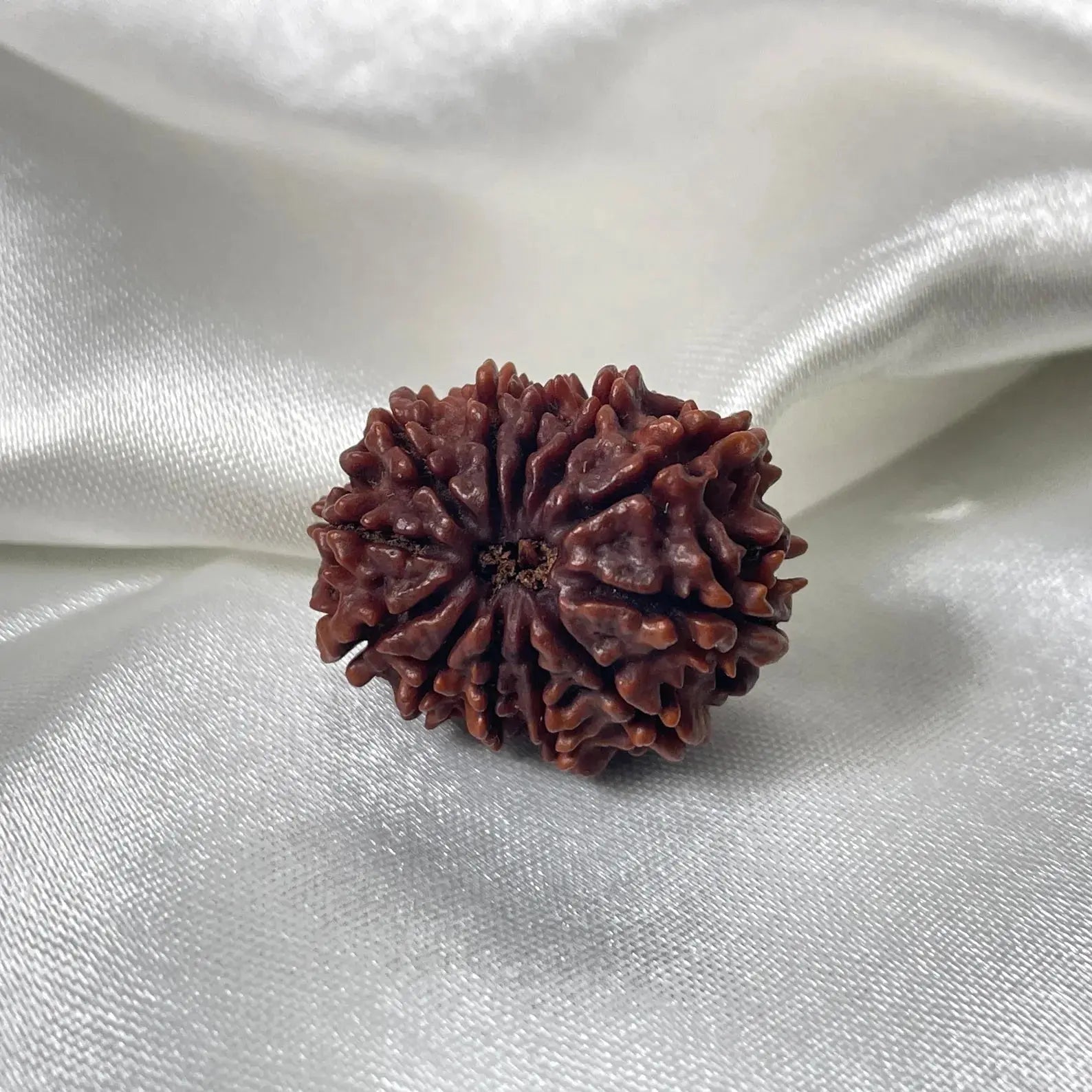 12 Mukhi Rudraksha (बारह मुखी रुद्राक्ष) - Rudracharms