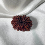 12 Mukhi Rudraksha (बारह मुखी रुद्राक्ष) - Rudracharms