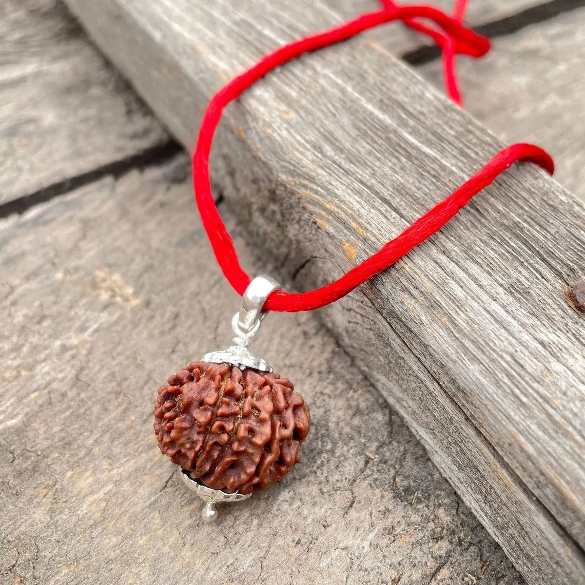 12 Mukhi Rudraksha (बारह मुखी रुद्राक्ष) - Rudracharms