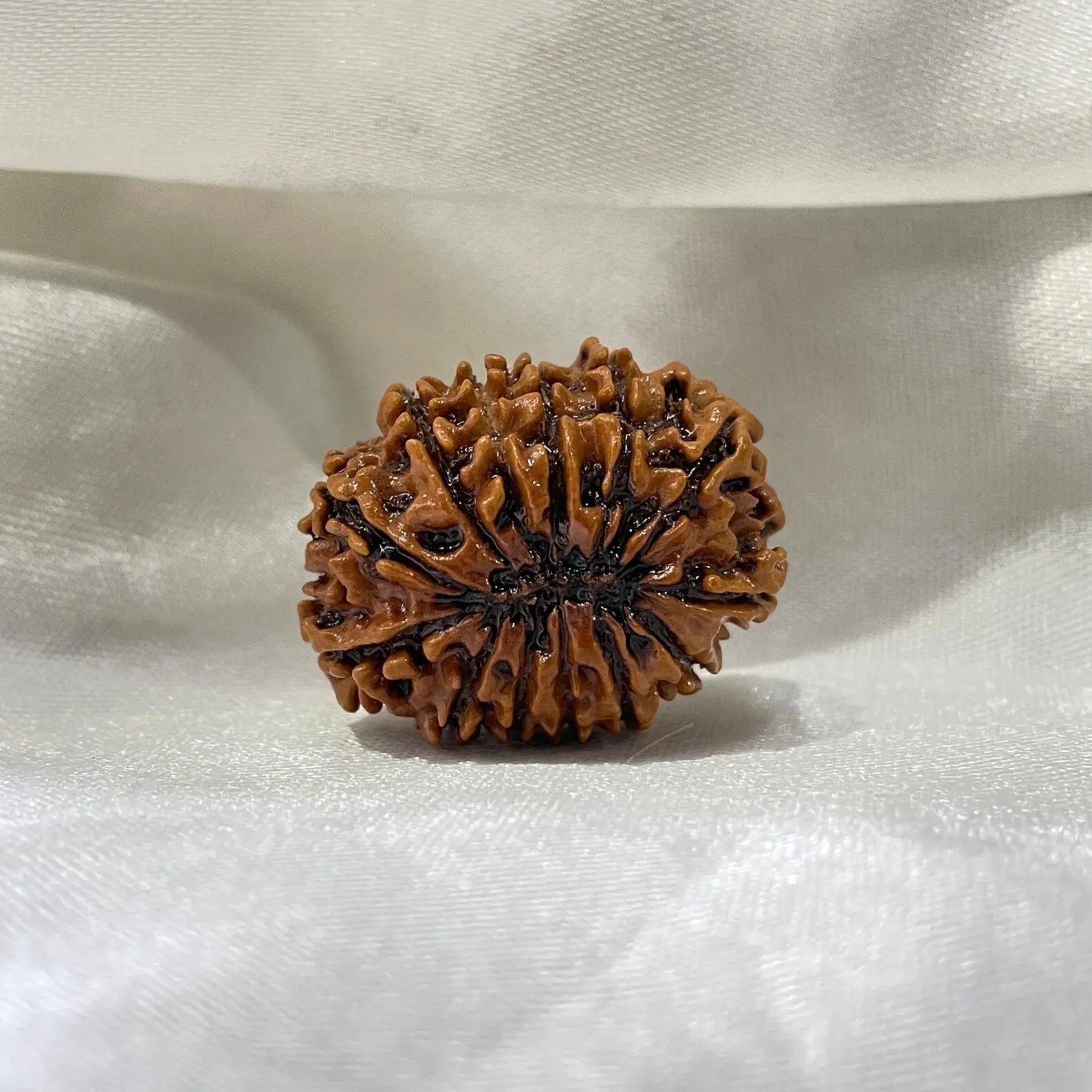 13 MUKHI RUDRAKSHA CERTIFIED NEPALI (तेरह मुखी रुद्राक्ष) - Rudracharms