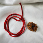 13 MUKHI RUDRAKSHA CERTIFIED NEPALI (तेरह मुखी रुद्राक्ष) - Rudracharms