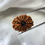 13 MUKHI RUDRAKSHA CERTIFIED NEPALI (तेरह मुखी रुद्राक्ष) - Rudracharms