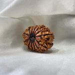 13 MUKHI RUDRAKSHA CERTIFIED NEPALI (तेरह मुखी रुद्राक्ष) - Rudracharms