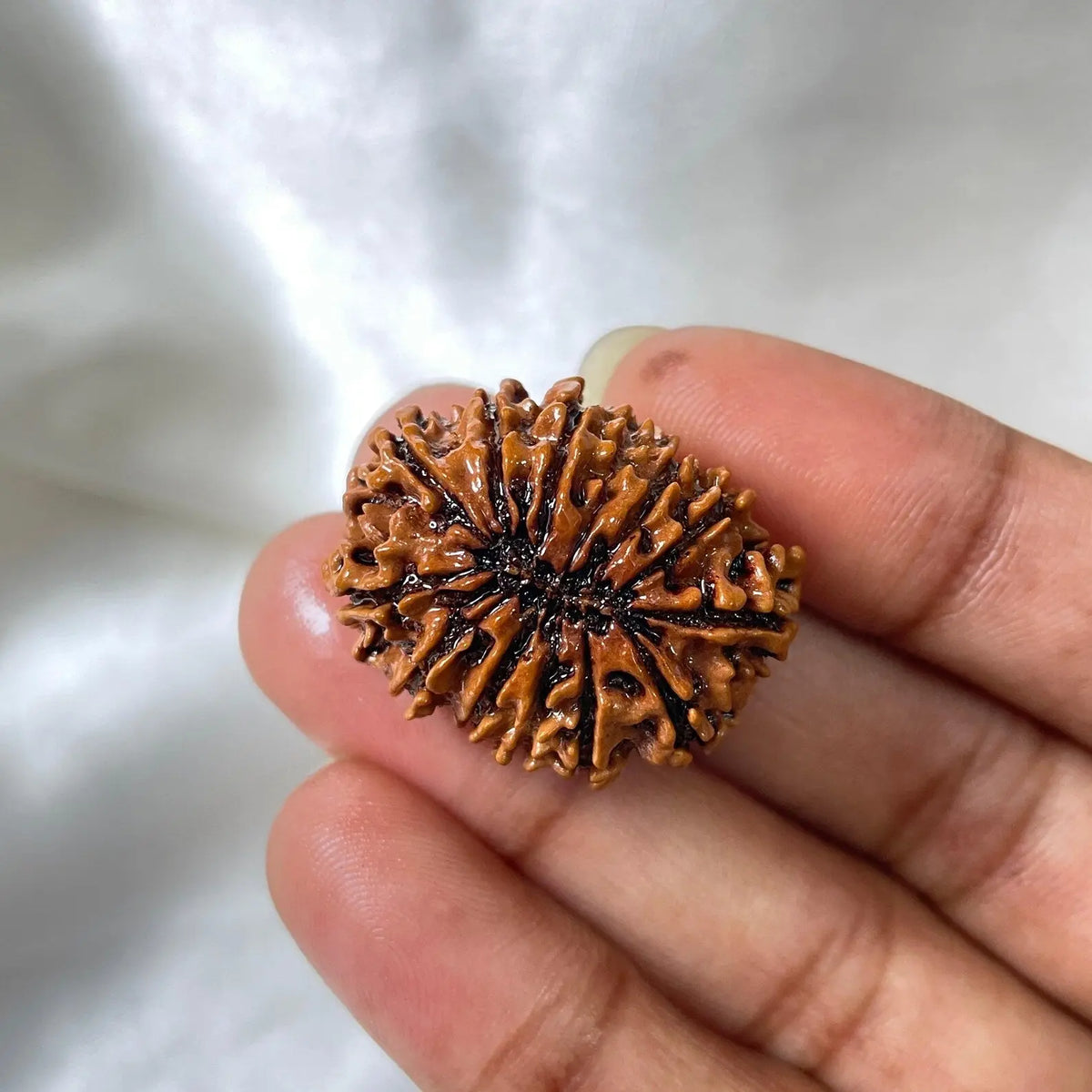 13 MUKHI RUDRAKSHA CERTIFIED NEPALI (तेरह मुखी रुद्राक्ष) - Rudracharms