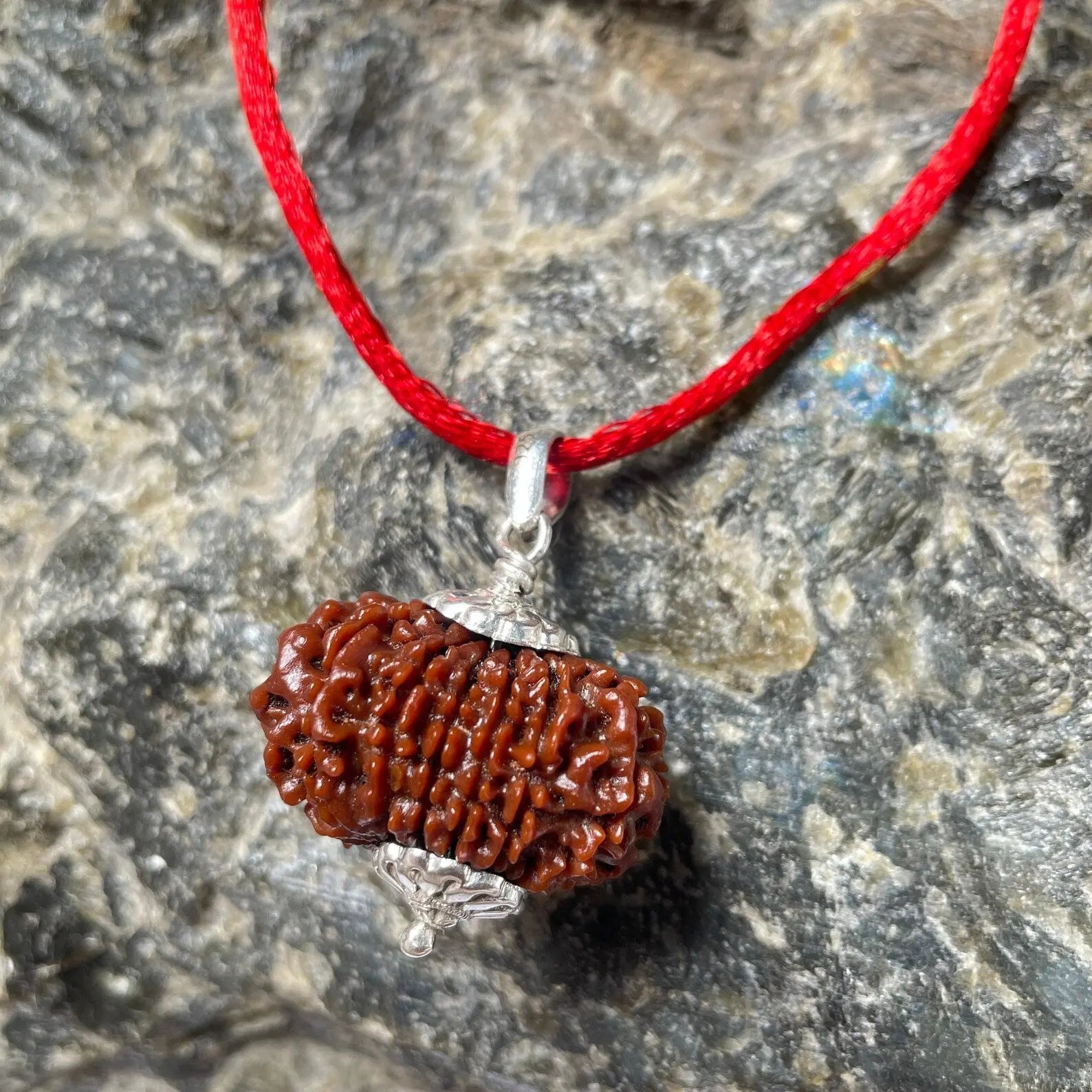 13 MUKHI RUDRAKSHA CERTIFIED NEPALI (तेरह मुखी रुद्राक्ष) - Rudracharms