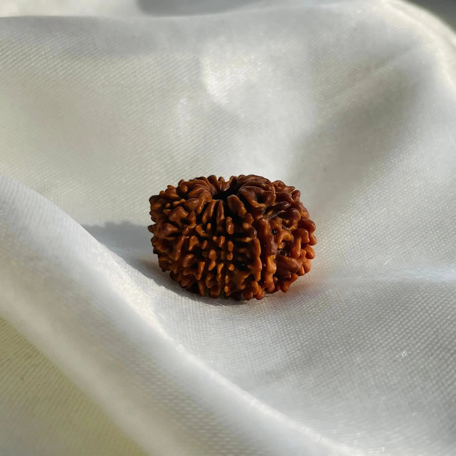 14 Mukhi Rudraksha (चौदह मुखी रुद्राक्ष) - Rudracharms